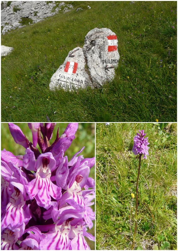 Una giornata a Valparola. Dactylorhiza, Nigritella e grandi montagne!